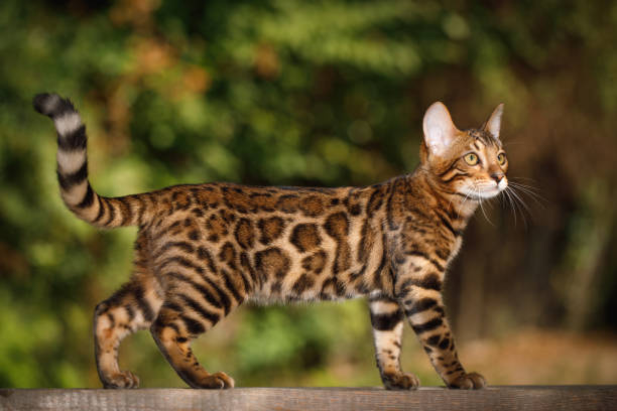 Bengal Cat