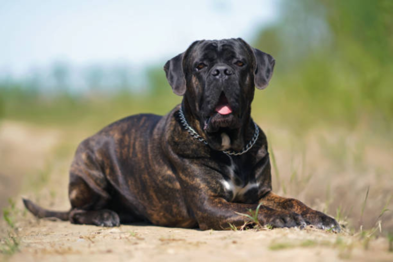 Cane Corso: A Complete Guide to the Powerful and Loyal Guardian