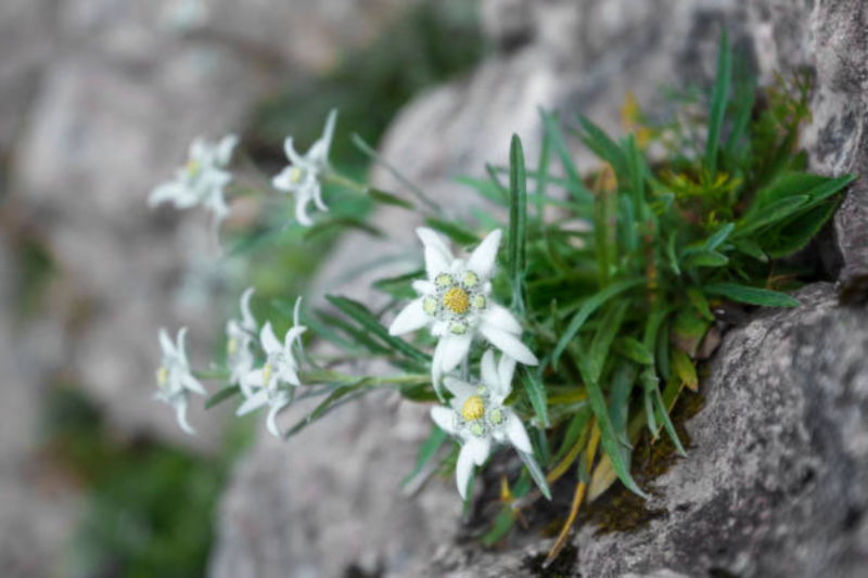 Edelweiss Flower: A Symbol of Purity, Love, and Adventure