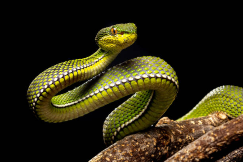 The Fascinating World of Snakes: A Comprehensive Guide