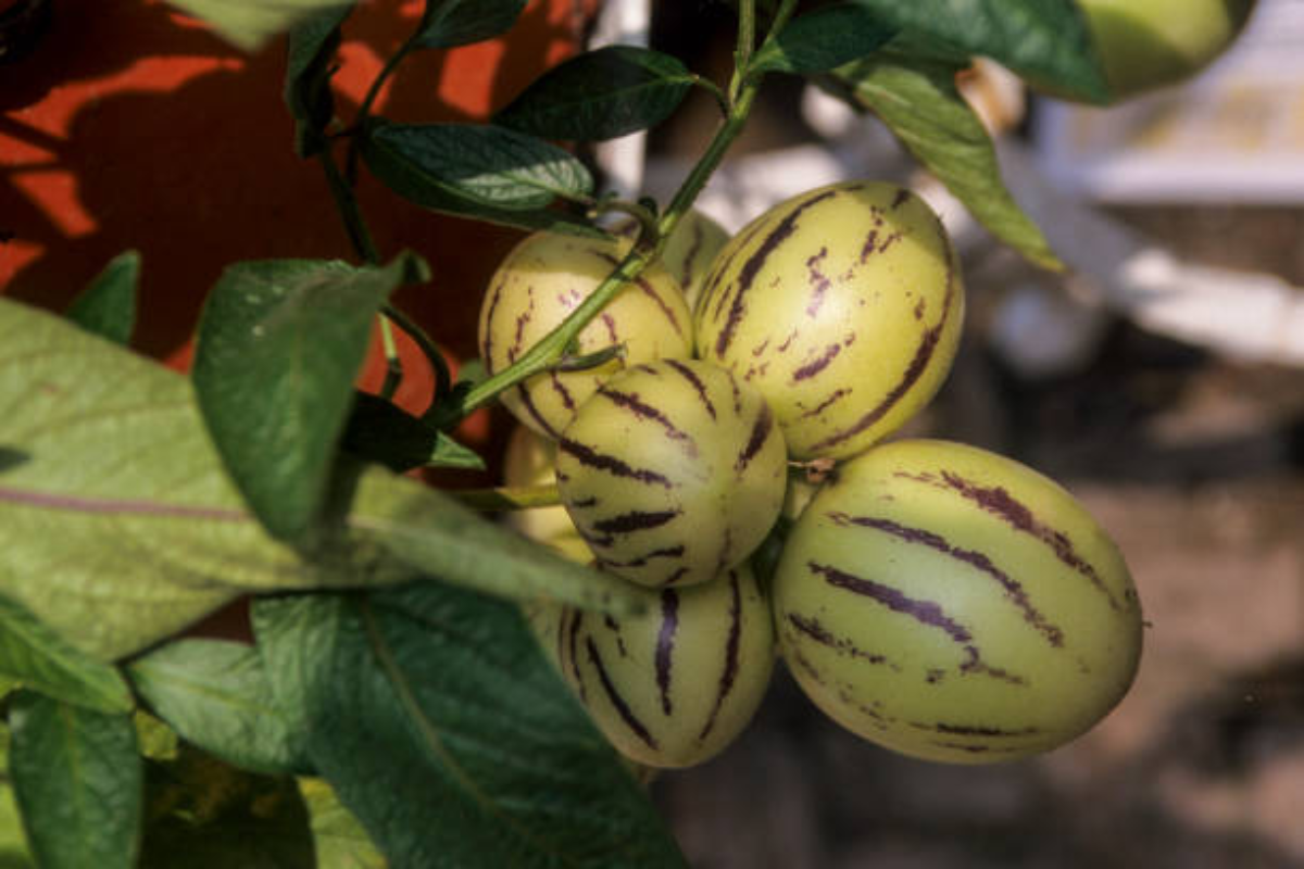 Pepino Melon