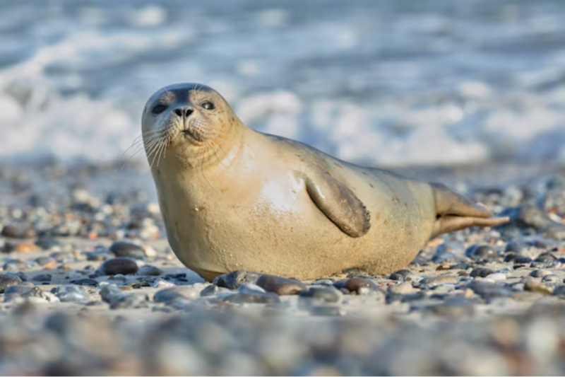 Focas: Everything You Need to Know About These Fascinating Marine Animals