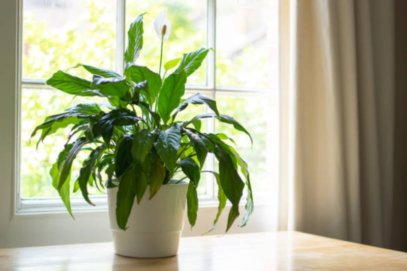 Peace Lily: A Complete Guide to Growing and Caring for This Beautiful Plant